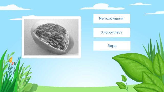 Митохондрия Хлоропласт Ядро 