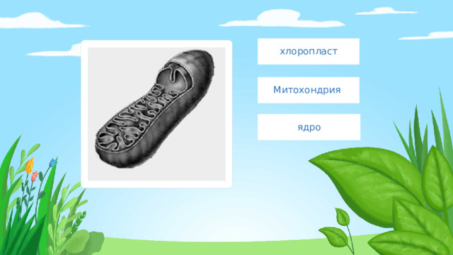 хлоропласт Митохондрия ядро 