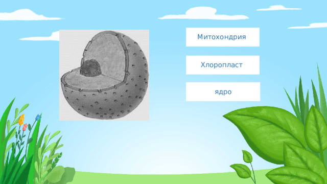 Митохондрия Хлоропласт ядро 