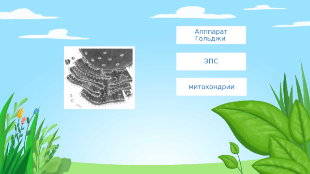 Апппарат Гольджи ЭПС митохондрии 
