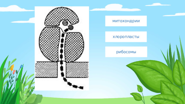 митохондрии хлоропласты рибосомы 