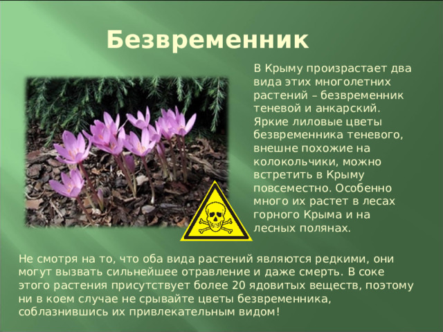 Безвременник В Крыму произрастает два вида этих многолетних растений – безвременник теневой и анкарский. Яркие лиловые цветы безвременника теневого, внешне похожие на колокольчики, можно встретить в Крыму повсеместно. Особенно много их растет в лесах горного Крыма и на лесных полянах. Не смотря на то, что оба вида растений являются редкими, они могут вызвать сильнейшее отравление и даже смерть. В соке этого растения присутствует более 20 ядовитых веществ, поэтому ни в коем случае не срывайте цветы безвременника, соблазнившись их привлекательным видом! 