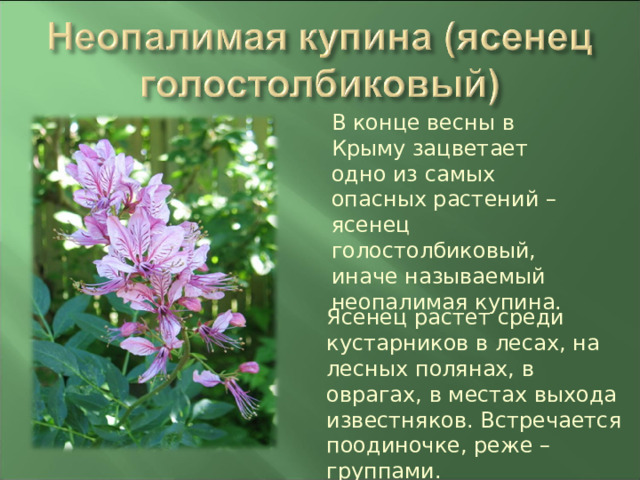 В конце весны в Крыму зацветает одно из самых опасных растений – ясенец голостолбиковый, иначе называемый неопалимая купина. Ясенец растет среди кустарников в лесах, на лесных полянах, в оврагах, в местах выхода известняков. Встречается поодиночке, реже – группами. 
