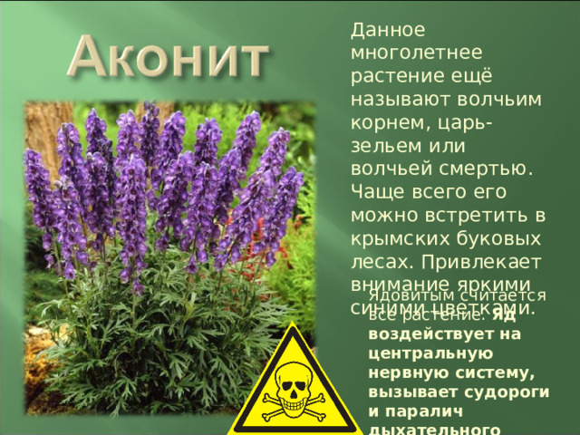 Данное многолетнее растение ещё называют волчьим корнем, царь-зельем или волчьей смертью. Чаще всего его можно встретить в крымских буковых лесах. Привлекает внимание яркими синими цветками. Ядовитым считается все растение. Яд воздействует на центральную нервную систему, вызывает судороги и паралич дыхательного центра. 