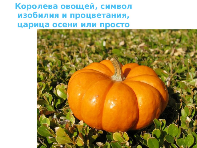 Королева овощей, символ изобилия и процветания, царица осени или просто тыква. 