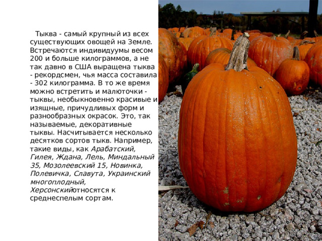  Тыква - самый крупный из всех существующих овощей на Земле. Встречаются индивидуумы весом 200 и больше килограммов, а не так давно в США выращена тыква - рекордсмен, чья масса составила - 302 килограмма. В то же время можно встретить и малюточки - тыквы, необыкновенно красивые и изящные, причудливых форм и разнообразных окрасок. Это, так называемые, декоративные тыквы. Насчитывается несколько десятков сортов тыкв. Например, такие виды, как  Арабатский, Гилея, Ждана, Лель, Миндальный 35, Мозолеевский 15, Новинка, Полевичка, Славута, Украинский многоплодный, Херсонский относятся к среднеспелым сортам.  
