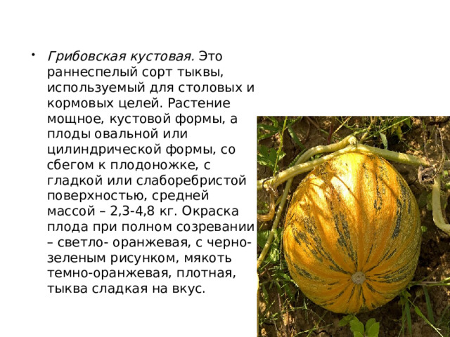 Грибовская кустовая.  Это раннеспелый сорт тыквы, используемый для столовых и кормовых целей. Растение мощное, кустовой формы, а плоды овальной или цилиндрической формы, со сбегом к плодоножке, с гладкой или слаборебристой поверхностью, средней массой – 2,3-4,8 кг. Окраска плода при полном созревании – светло- оранжевая, с черно- зеленым рисунком, мякоть темно-оранжевая, плотная, тыква сладкая на вкус.  