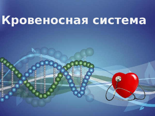 Кровеносная система 