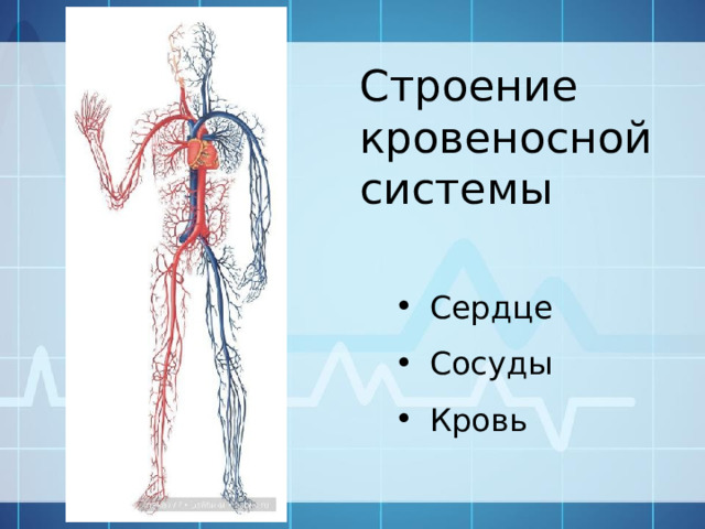 Строение кровеносной системы Сердце Сосуды Кровь 