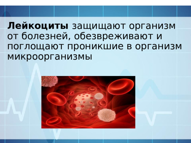 Лейкоциты защищают организм от болезней, обезвреживают и поглощают проникшие в организм микроорганизмы 