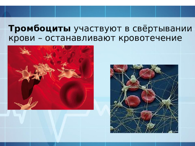Тромбоциты участвуют в свёртывании крови – останавливают кровотечение 
