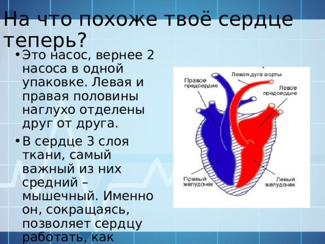На что похоже твоё сердце теперь? Это насос, вернее 2 насоса в одной упаковке. Левая и правая половины наглухо отделены друг от друга. В сердце 3 слоя ткани, самый важный из них средний – мышечный. Именно он, сокращаясь, позволяет сердцу работать, как насос.  