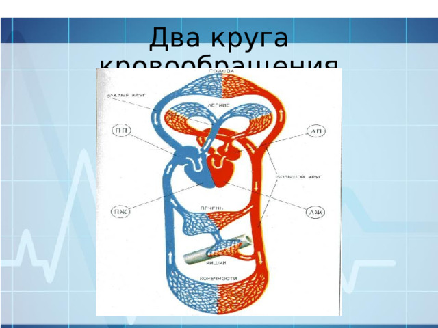 Два круга кровообращения 
