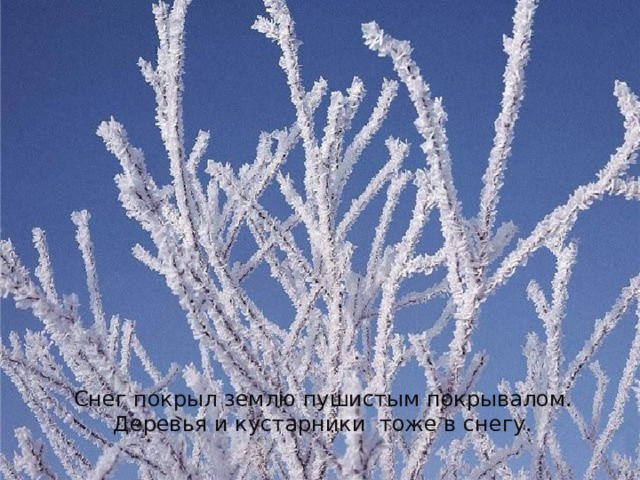 Снег покрыл землю пушистым покрывалом. Деревья и кустарники тоже в снегу. 