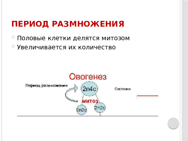 Период размножения Половые клетки делятся митозом Увеличивается их количество 