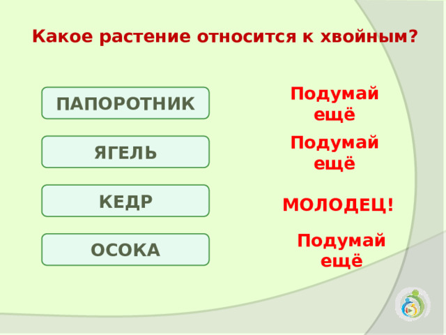 Какое растение относится к хвойным? ПАПОРОТНИК Подумай ещё ЯГЕЛЬ Подумай ещё КЕДР МОЛОДЕЦ! ОСОКА Подумай ещё 