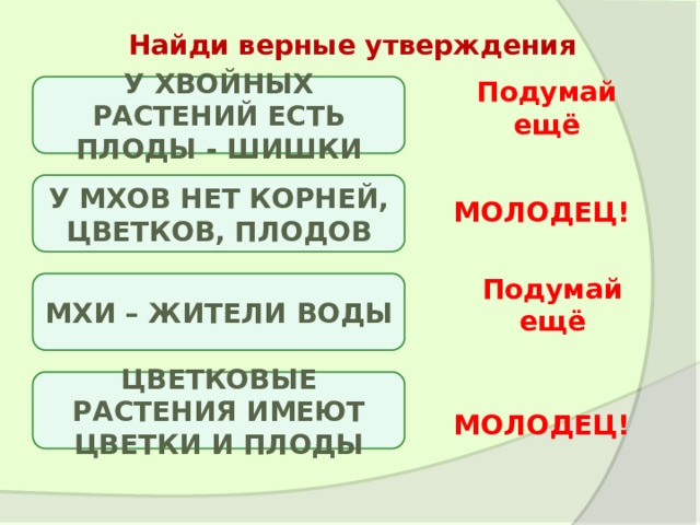 Найди верные утверждения У ХВОЙНЫХ РАСТЕНИЙ ЕСТЬ ПЛОДЫ - ШИШКИ Подумай ещё У МХОВ НЕТ КОРНЕЙ, ЦВЕТКОВ, ПЛОДОВ МОЛОДЕЦ! МХИ – ЖИТЕЛИ ВОДЫ Подумай ещё ЦВЕТКОВЫЕ РАСТЕНИЯ ИМЕЮТ ЦВЕТКИ И ПЛОДЫ МОЛОДЕЦ! 