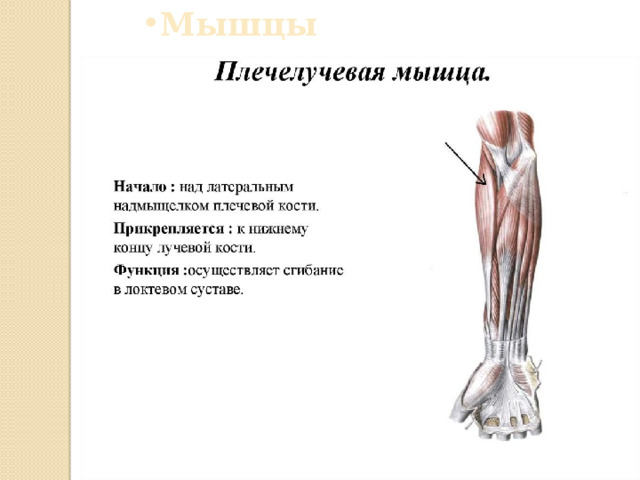 Мышцы предплечья 