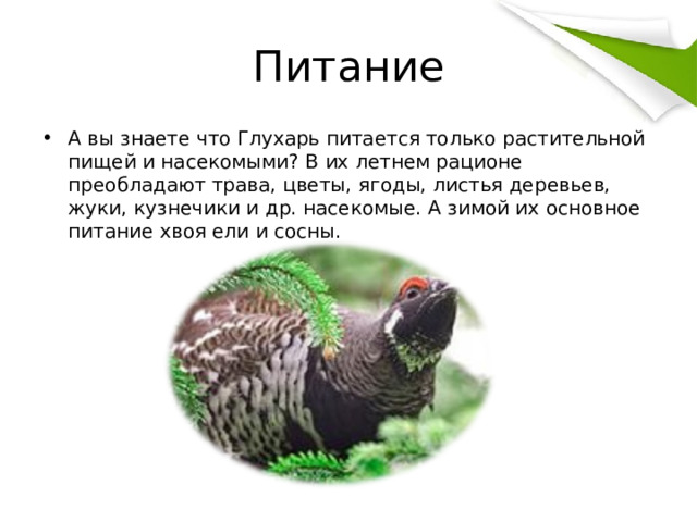 Питание А вы знаете что Глухарь питается только растительной пищей и насекомыми? В их летнем рационе преобладают трава, цветы, ягоды, листья деревьев, жуки, кузнечики и др. насекомые. А зимой их основное питание хвоя ели и сосны. 