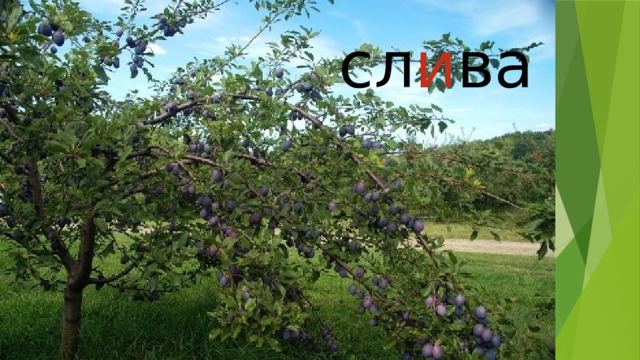 сл и ва 