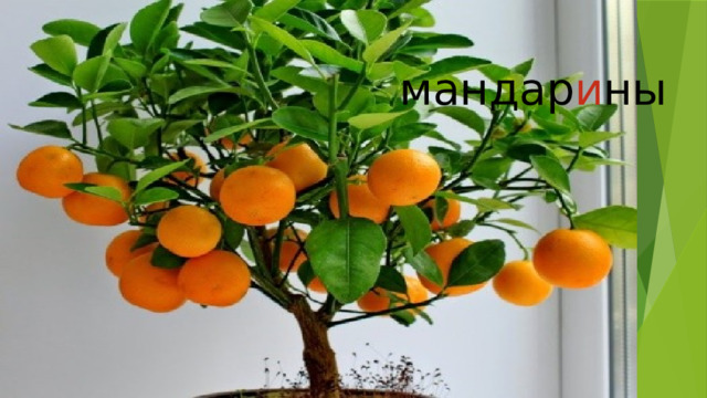 мандар и ны 