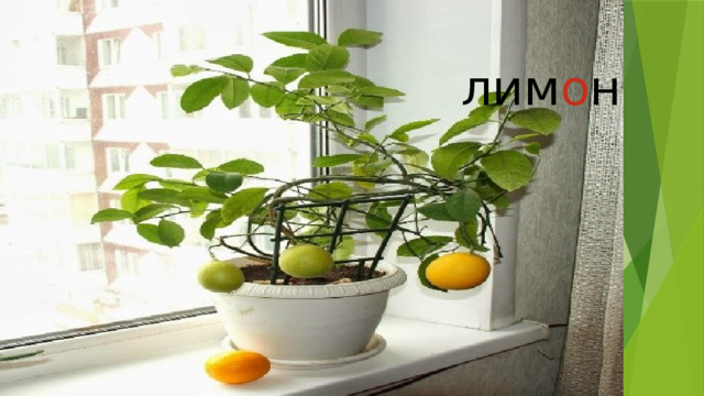 лим о н 