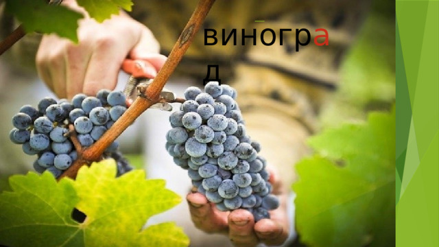 виногр а д 