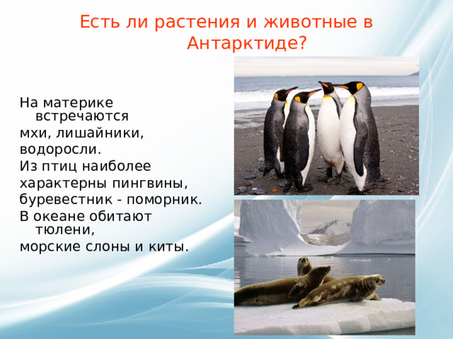 Есть ли растения и животные в Антарктиде?   На материке встречаются мхи, лишайники, водоросли. Из птиц наиболее характерны пингвины, буревестник - поморник. В океане обитают тюлени, морские слоны и киты.     