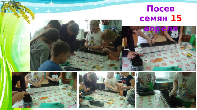 Посев семян 15 апреля 