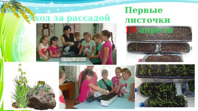 Первые листочки 19 апреля Уход за рассадой 