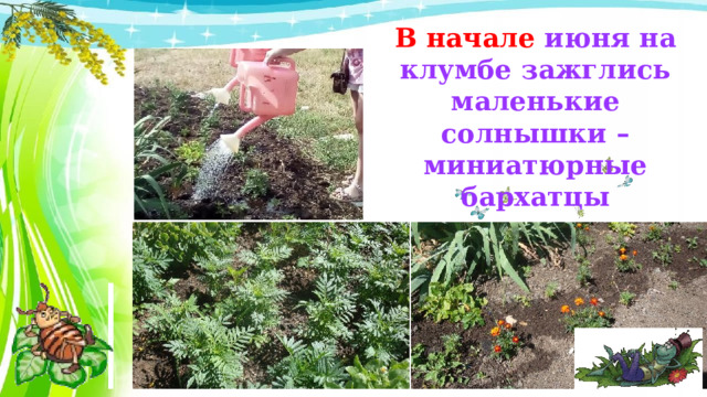 В начале июня на клумбе зажглись маленькие солнышки – миниатюрные бархатцы 