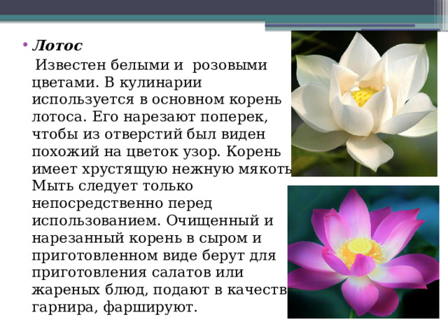 Лотос  Известен белыми и розовыми цветами. В кулинарии используется в основном корень лотоса. Его нарезают поперек, чтобы из отверстий был виден похожий на цветок узор. Корень имеет хрустящую нежную мякоть. Мыть следует только непосредственно перед использованием. Очищенный и нарезанный корень в сыром и приготовленном виде берут для приготовления салатов или жареных блюд, подают в качестве гарнира, фаршируют. 
