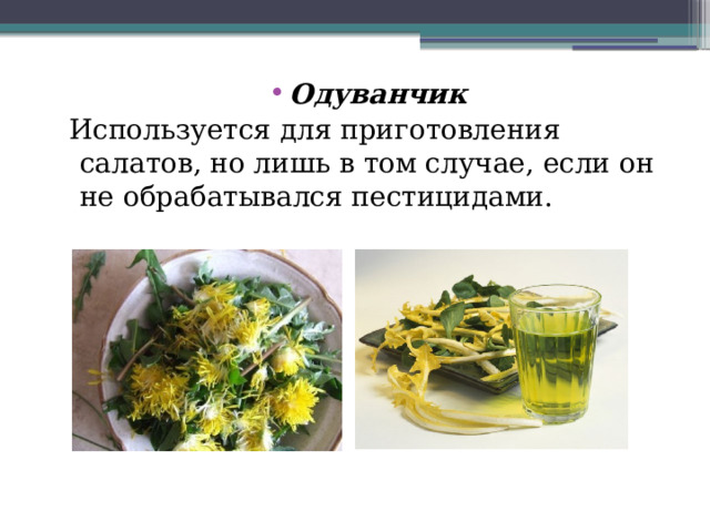 Одуванчик  Используется для приготовления салатов, но лишь в том случае, если он не обрабатывался пестицидами. 
