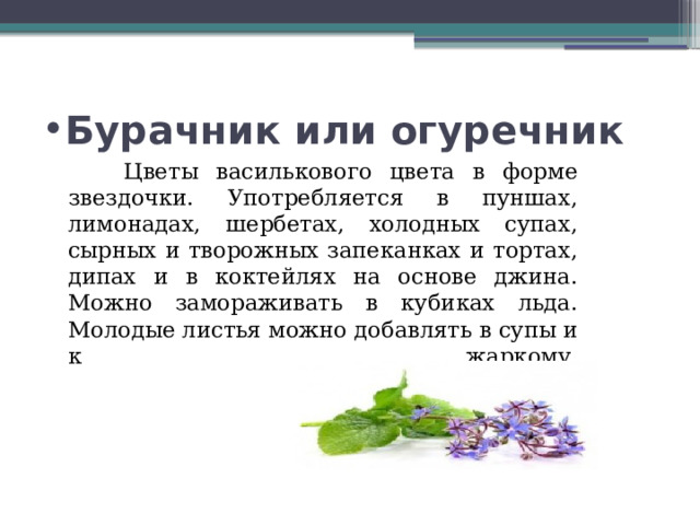 Бурачник или огуречник  Цветы василькового цвета в форме звездочки. Употребляется в пуншах, лимонадах, шербетах, холодных супах, сырных и творожных запеканках и тортах, дипах и в коктейлях на основе джина. Можно замораживать в кубиках льда. Молодые листья можно добавлять в супы и к жаркому.   