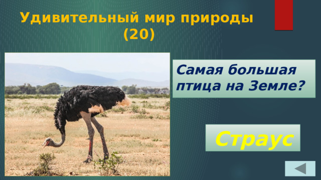 Удивительный мир природы  (20) Самая большая птица на Земле? Страус 