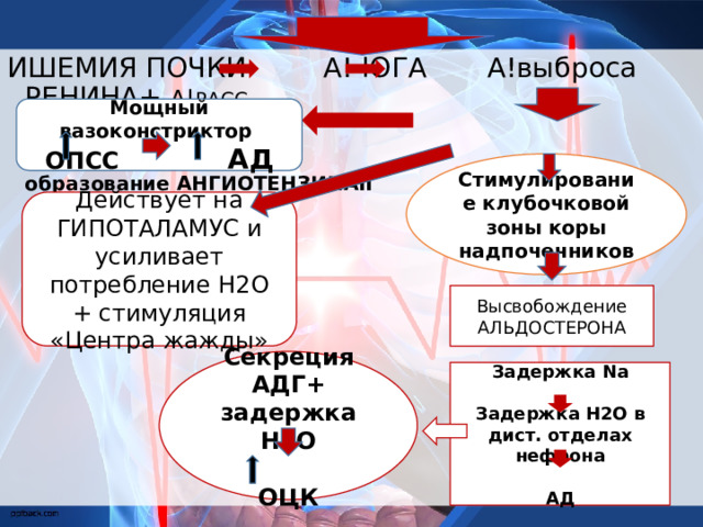 ИШЕМИЯ ПОЧКИ А! ЮГА А!выброса РЕНИНА+ А! РАСС  образование АНГИОТЕНЗИНАII Мощный вазоконстриктор ОПСС  АД Стимулирование клубочковой зоны коры надпочечников Действует на ГИПОТАЛАМУС и усиливает потребление Н2О + стимуляция «Центра жажды» Высвобождение АЛЬДОСТЕРОНА Секреция АДГ+ задержка Н2О  ОЦК Задержка Na  Задержка Н2О в дист. отделах нефрона  АД 