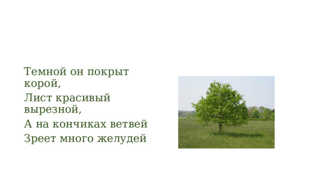 Темной он покрыт корой, Лист красивый вырезной, А на кончиках ветвей Зреет много желудей 