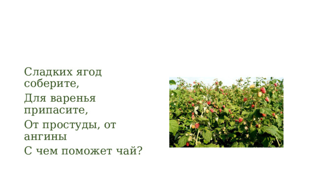 Сладких ягод соберите, Для варенья припасите, От простуды, от ангины С чем поможет чай? 