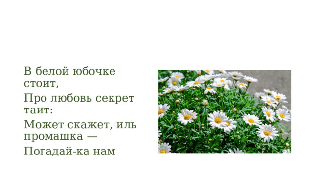 В белой юбочке стоит, Про любовь секрет таит: Может скажет, иль промашка — Погадай-ка нам 