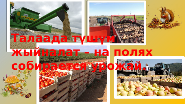 Талаада түшүм жыйналат – на полях собирается урожай. 