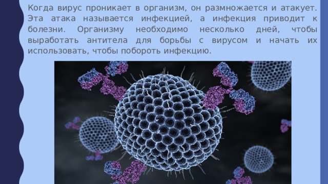 Когда вирус проникает в организм, он размножается и атакует. Эта атака называется инфекцией, а инфекция приводит к болезни. Организму необходимо несколько дней, чтобы выработать антитела для борьбы с вирусом и начать их использовать, чтобы побороть инфекцию. 