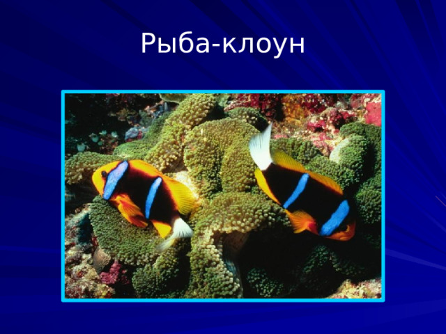 Рыба-клоун Рыба-клоун, или амфиприон (Amphiprion) относится к роду морских рыб и распространённому семейству помацентровые. Как правило, такое название предполагает описание аквариумной рыбки оранжевый амфиприон, но в обиходе используется для обозначения всех видов.  