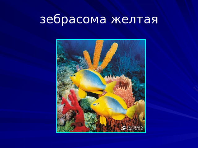 зебрасома желтая Зебрасомы. Род морских рыб семейства хирурговых. Обитают в тропических морях Индо-Тихоокеанской области, в Красном море и Персидском заливе. Отсутствуют в тропической зоне Атлантики. Длина тела составляет от 20 до 40 см. Туловище сжатое с боков, с высокими спинным и анальным плавниками.  
