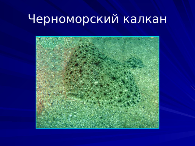 Черноморский калкан Вид лучепёрых рыб семейства Scophthalmidae отряда камбалообразных. Если выделяют мелкую форму, обитающую в Азовском море, как подвид, то названия азовский калкан или азовский ромб относятся к нему.  