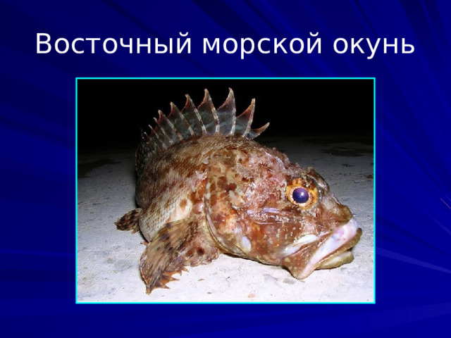 Восточный морской окунь Восточный морской окунь или восточный окунь (лат. Sebastes taczanowskii) — морская рыба семейства скорпеновых (Scorpaenidae). Максимальная длина тела 32 см. Тело умеренно вытянутое, сжатое с боков, покрыто ктеноидной чешуёй. Нижняя челюсть выдаётся вперёд. На затылке имеются слабые гребни, скрытые под чешуёй. Спинной плавник с 13 колючими и 13—15 мягкими лучами. Между колючей и мягкой частями имеется выемка.  