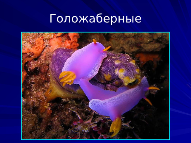 Голожаберные Отряд морских брюхоногих моллюсков из подкласса Heterobranchia. К особенностям строения относятся отсутствие как раковины, так и выраженной мантии. Их вторичные кожные жабры представляют собой мягкие незащищённые выросты покровов различной формы и располагаются по бокам или на спинной стороне тела; у некоторых видов жабры вовсе отсутствуют. Населяют преимущественно тёплые моря и океаны. Некоторые виды ядовиты и имеют яркую окраску.  