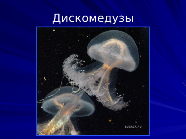 Дискомедузы Отряд стрекающих из класса сцифоидных. Медузы некоторых видов достигают 2 метров в диаметре зонтика. Отряд насчитывает около 50 видов. Один из наиболее известных - ушастая аурелия.  