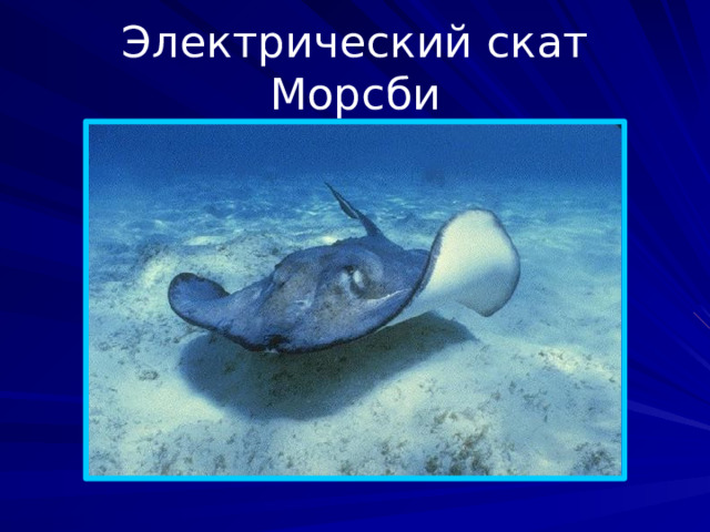 Электрический скат Морсби Вид скатов рода глубоководных электрических скатов семейства Narcinidae отряда электрических скатов. Это хрящевые рыбы, ведущие донный образ жизни, с крупными, уплощёнными грудными плавниками в форме диска и с длинным хвостом. Они способны генерировать электрический ток. Обитают в западной части Индийского океана на глубине до 1071 м. Максимальная зарегистрированная длина 39,2 см.  