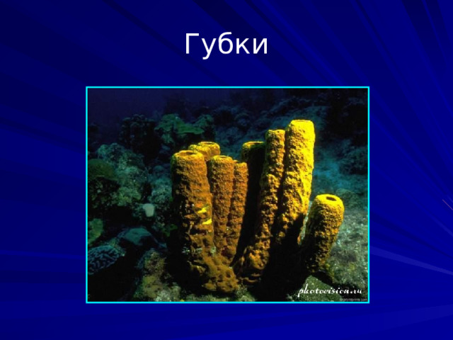 Губки Тип водных, преимущественно морских, многоклеточных животных, ведущих прикреплённый образ жизни. Распространены по всему земному шару от прибрежной зоны и до почти максимальных глубин океана. Насчитывают около 8000 видов.  