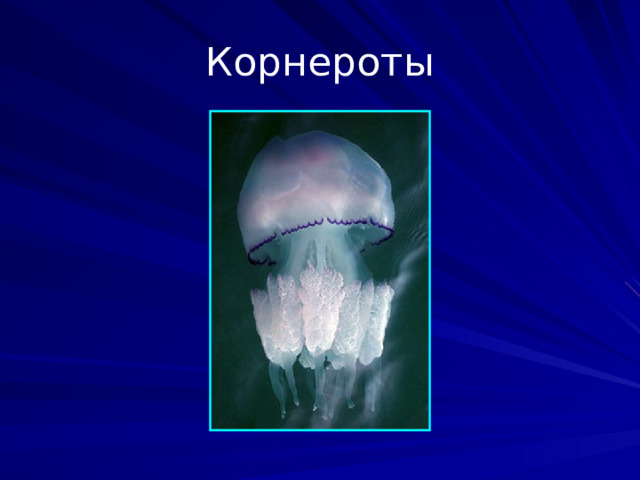 Корнероты Отряд стрекающих из класса сцифоидных. Известны в основном по половой стадии жизненного цикла - медузам, характерный облик которым придаёт выпуклый зонтик и массивные ротовые лопасти с многочисленными отростками. В отличие от других сцифоидных, медузы корнеротов лишены венчика щупалец, расположенного по краю зонтика. Известно около 80 видов. Некоторые представители во время вспышек численности способны создавать трудности для рыболовного промысла  